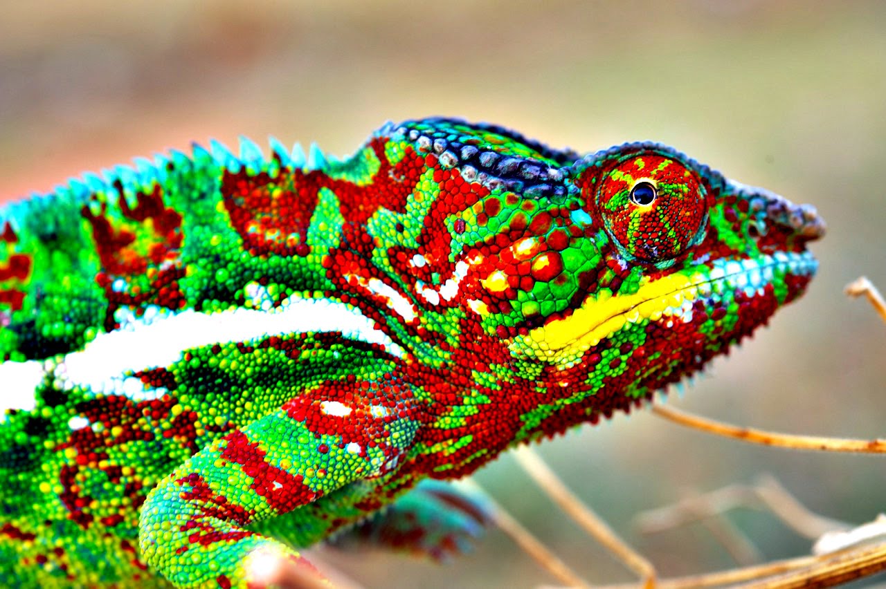 How Do Chameleons Change Color? – Ambassador Campus